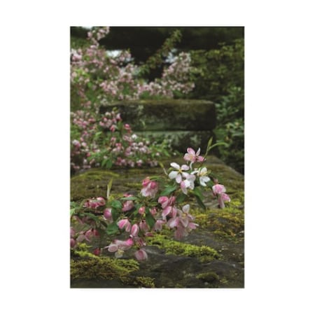Kurt Shaffer Photographs 'Apple Blossoms On A Garden Wall' Canvas Art,12x19